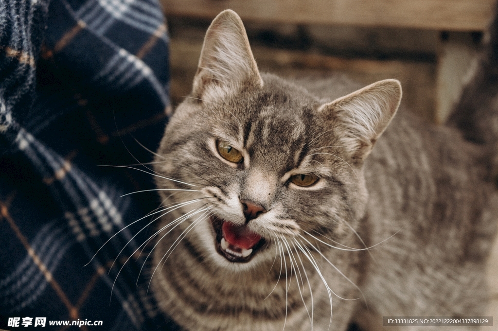 猫