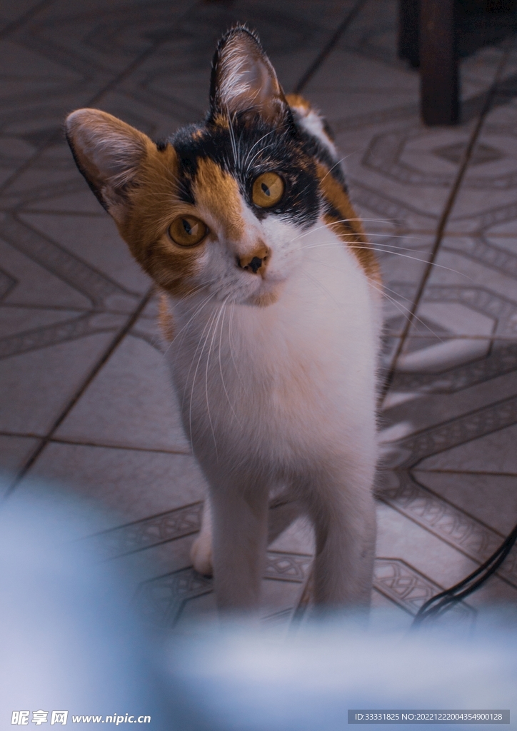 猫