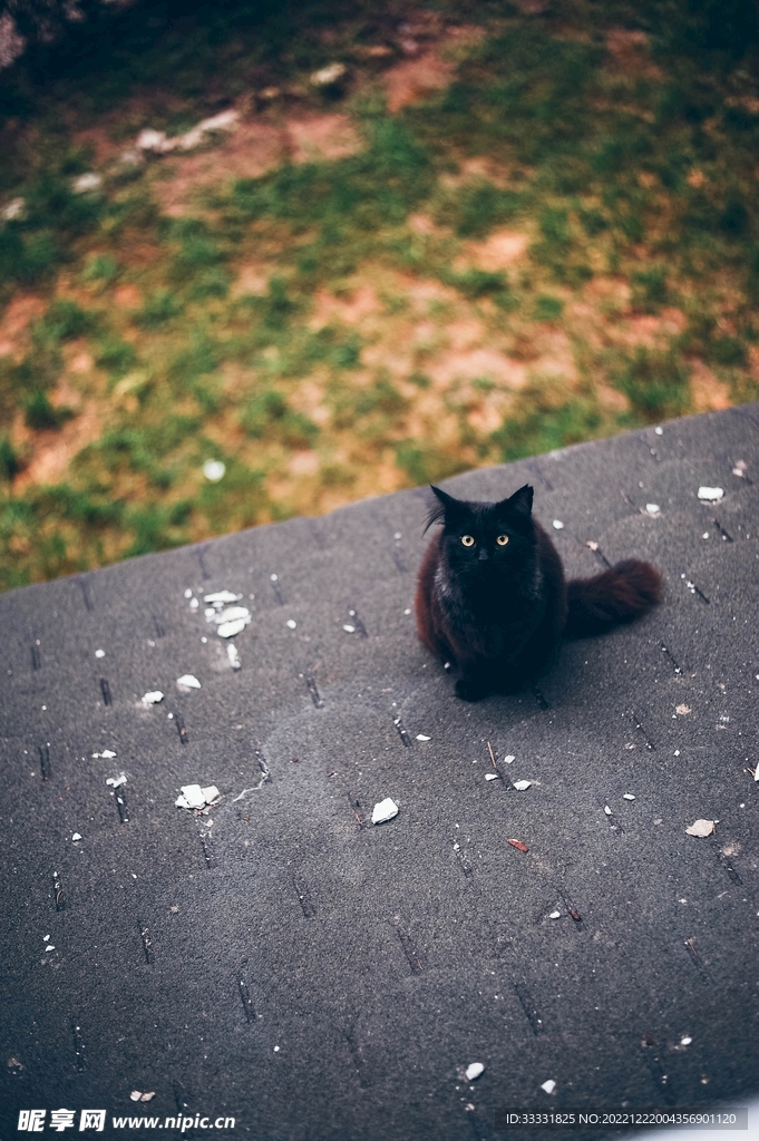 猫