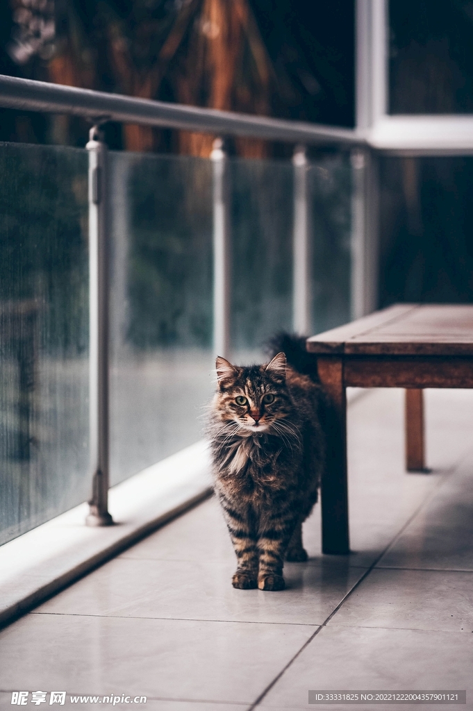 猫