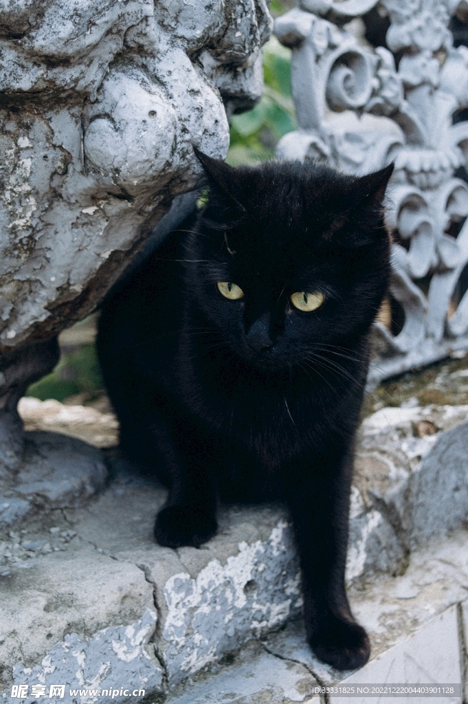 猫