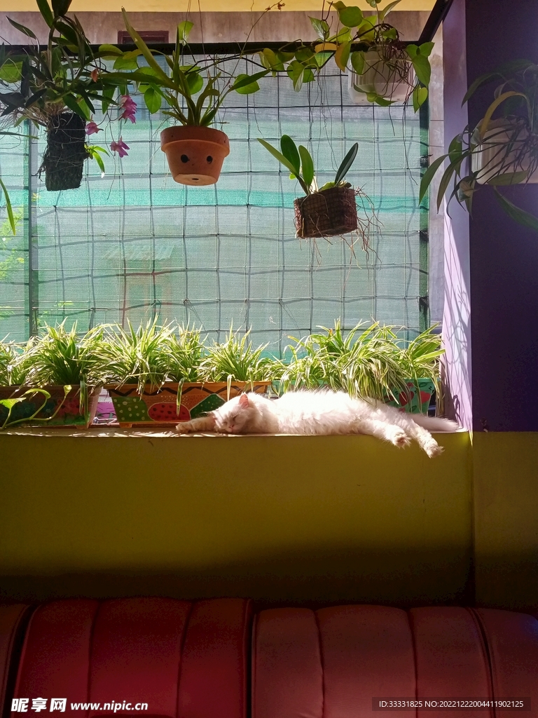 猫