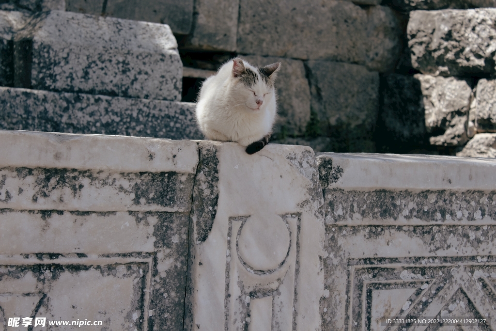 猫