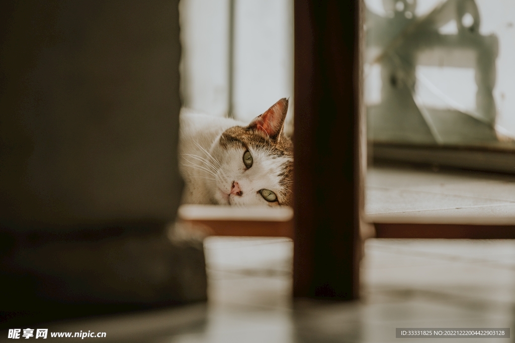 猫