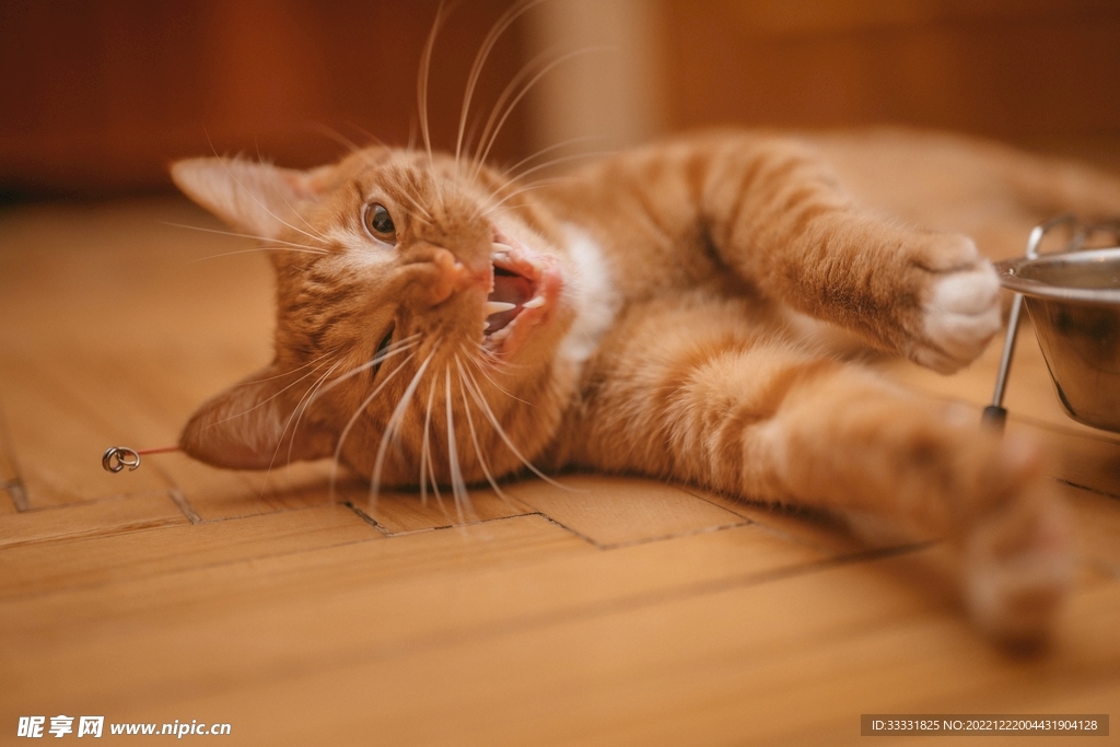 猫