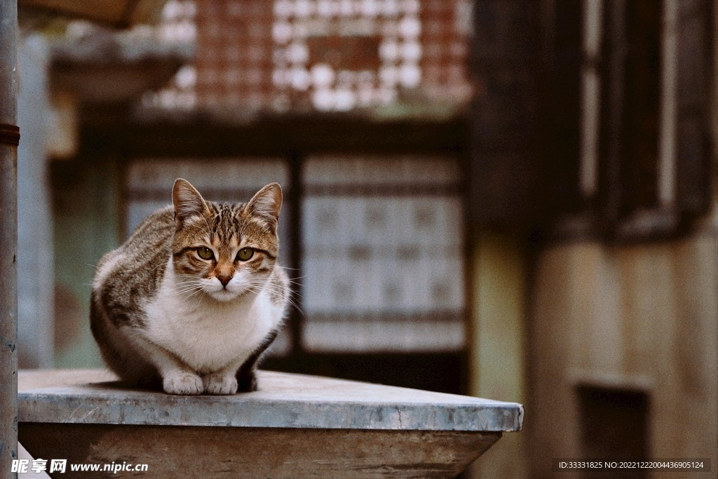 猫