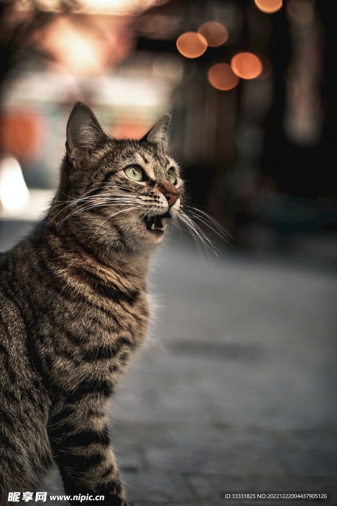 猫