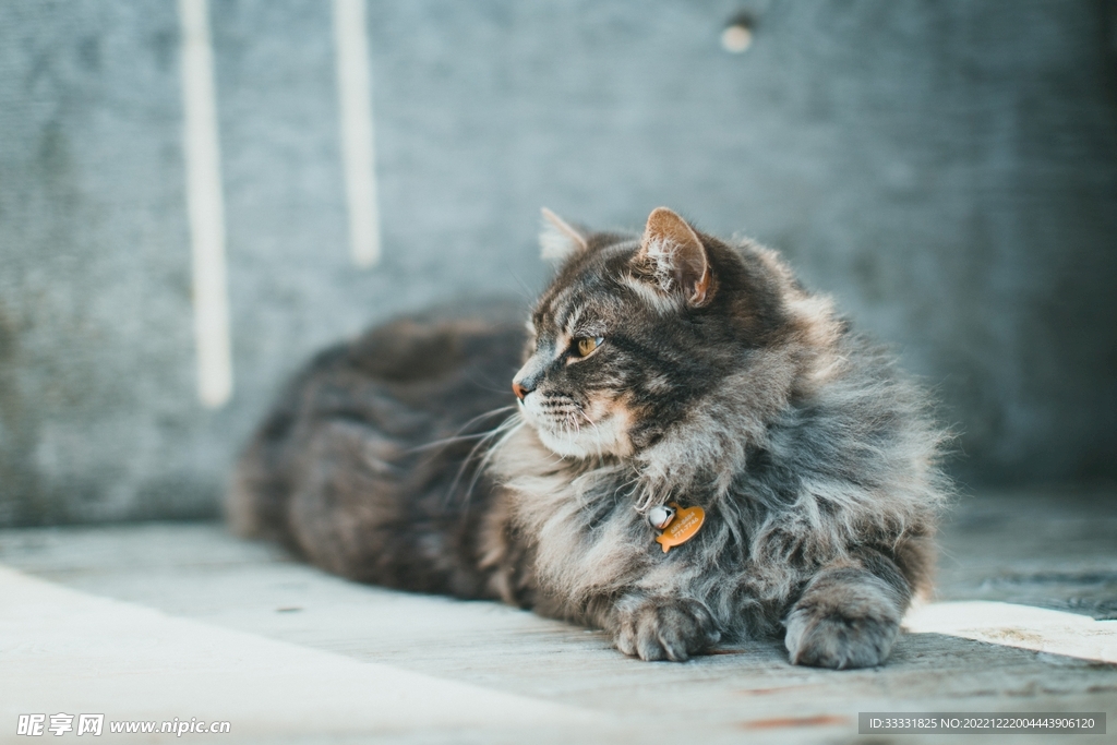 猫