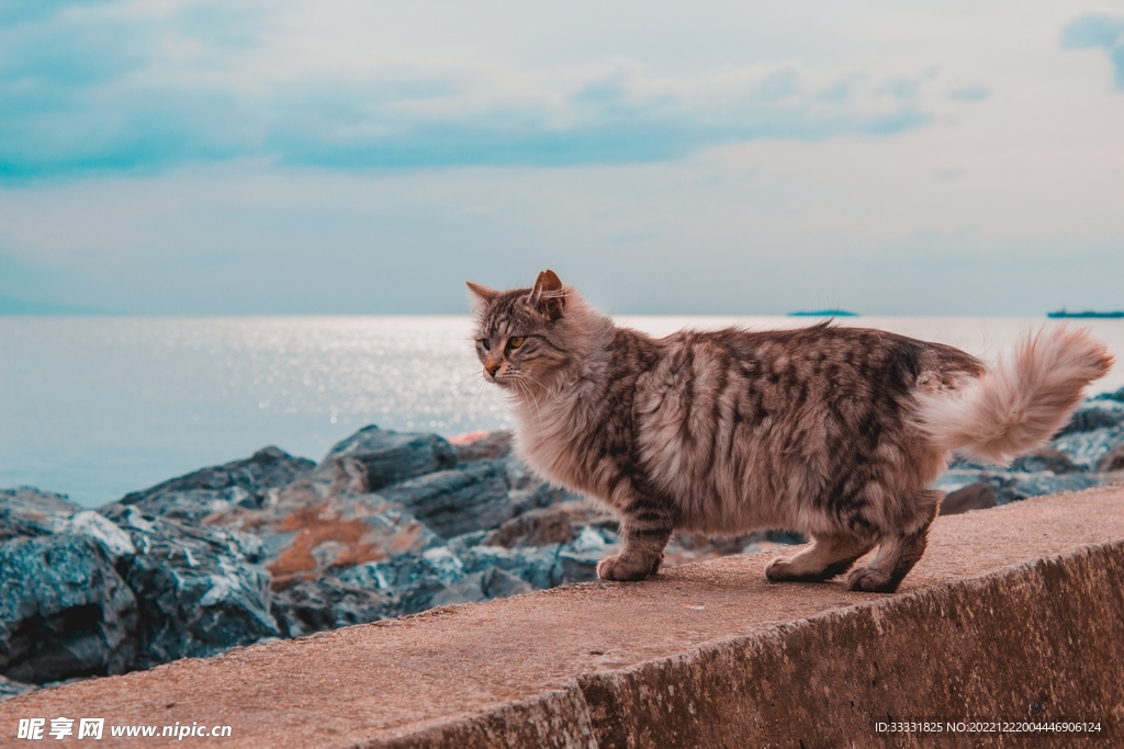 猫