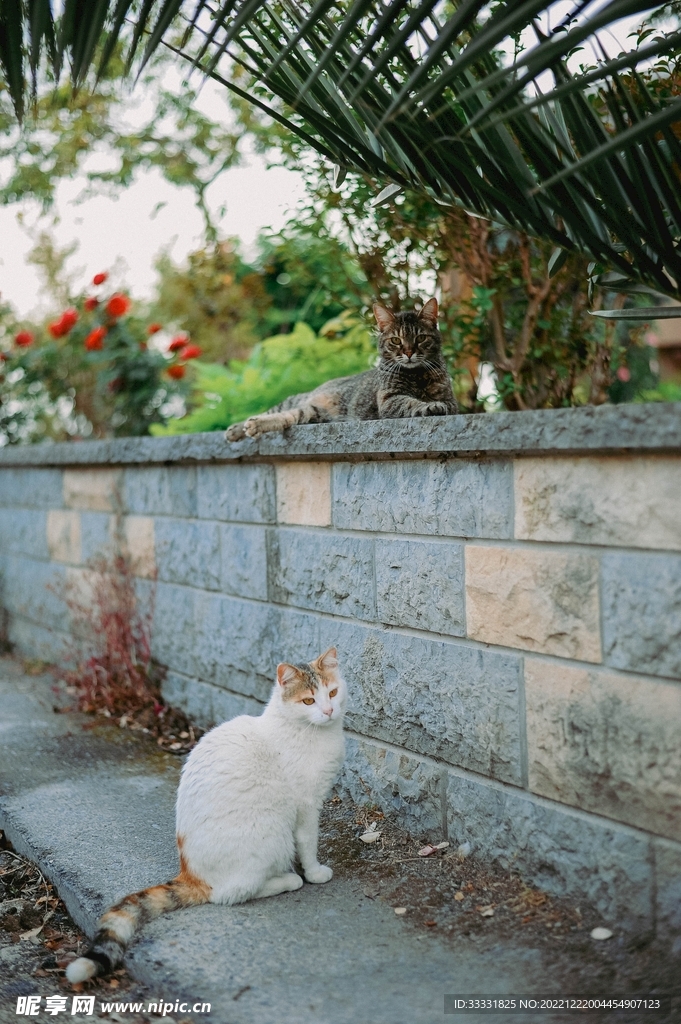 猫