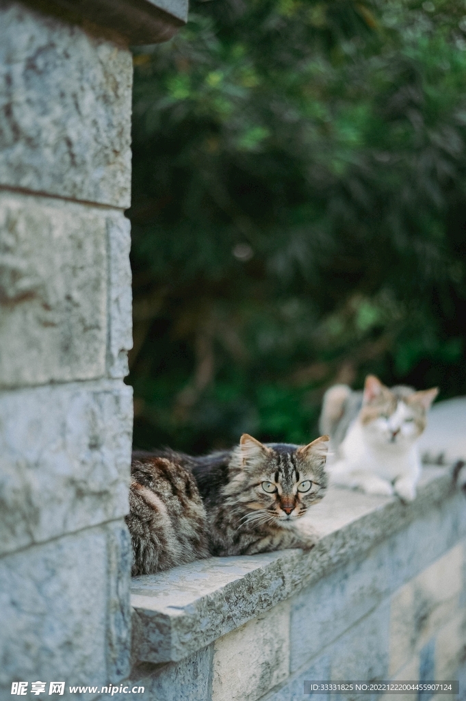猫