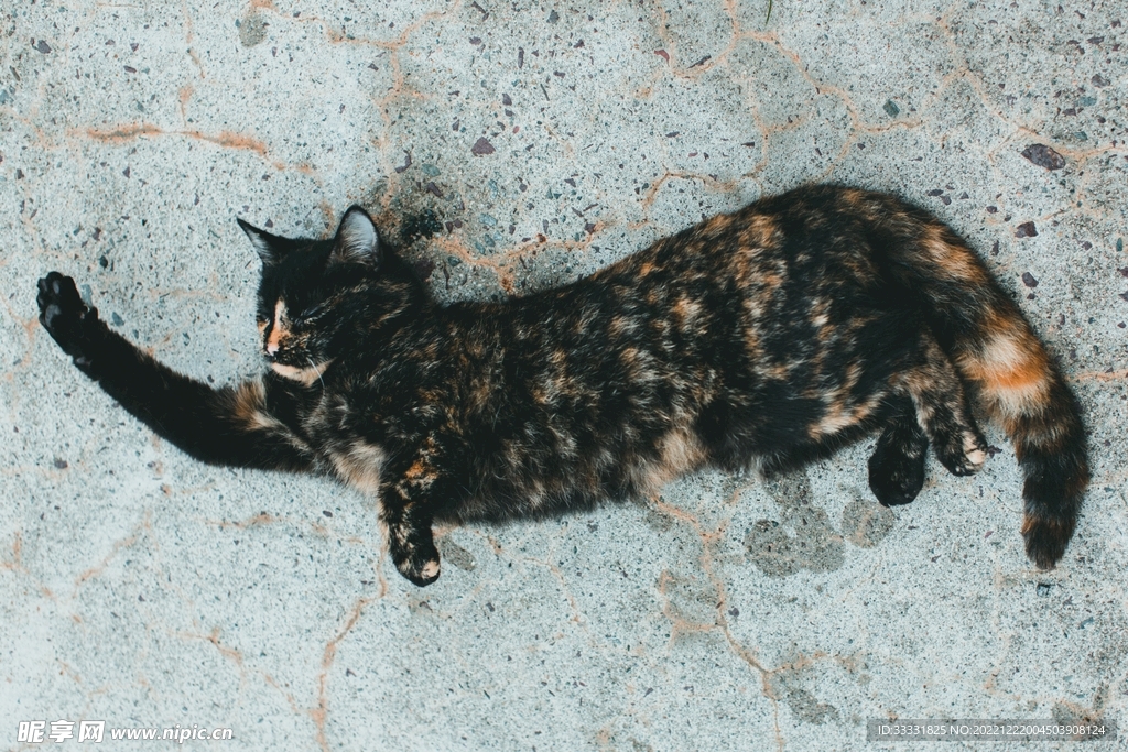 猫