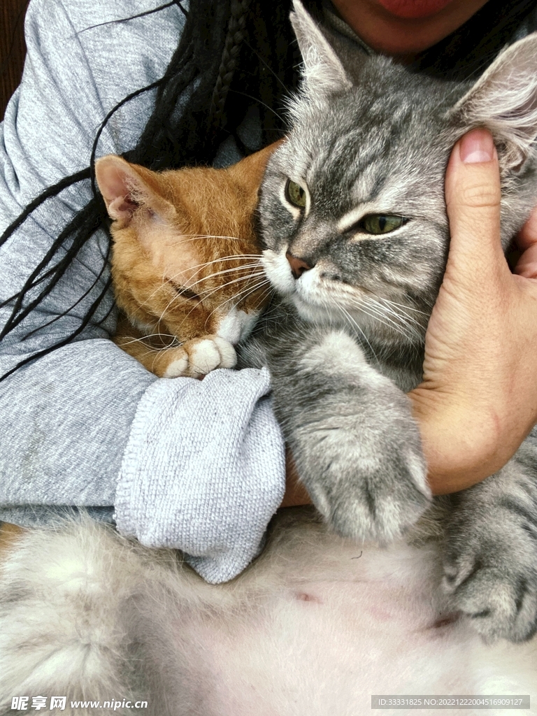 猫