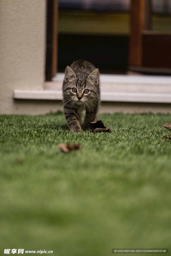 猫