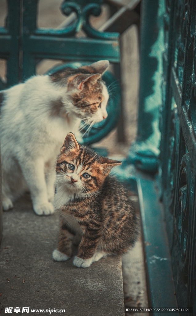 猫