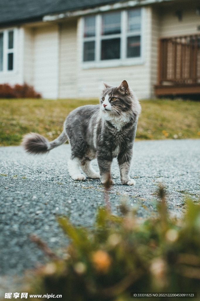 猫