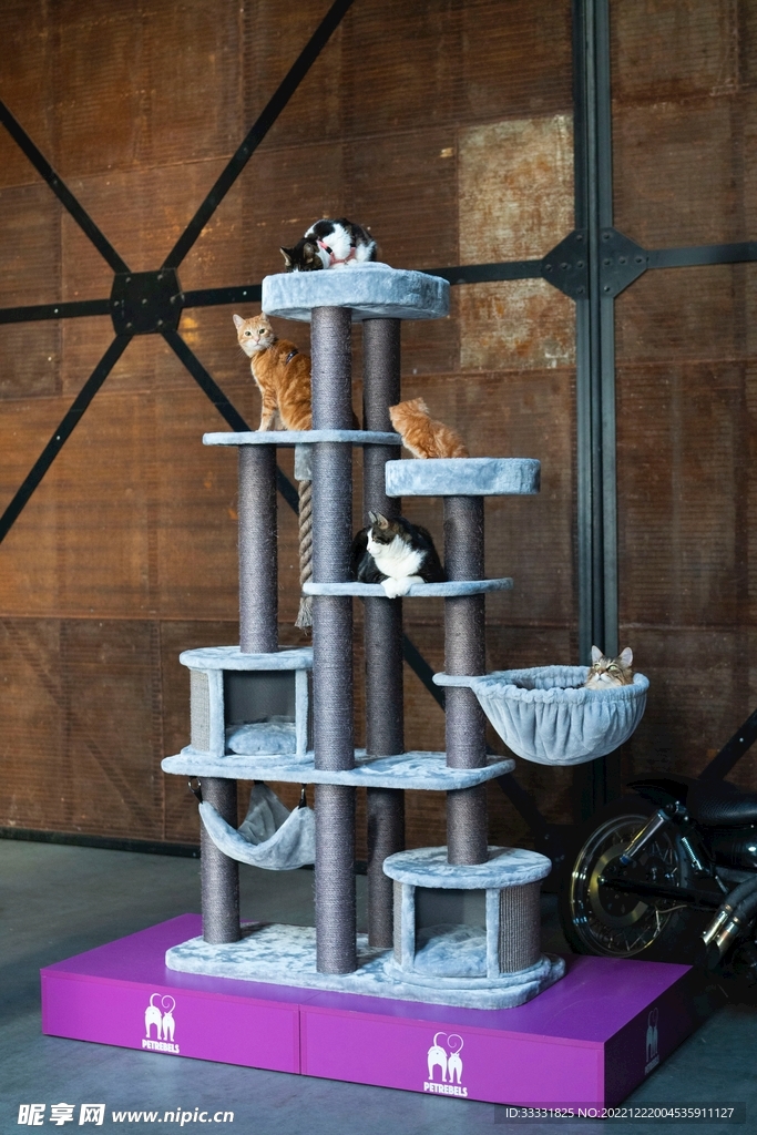 猫