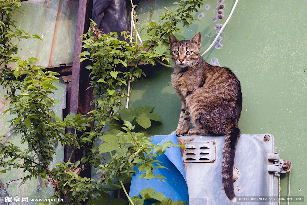 猫