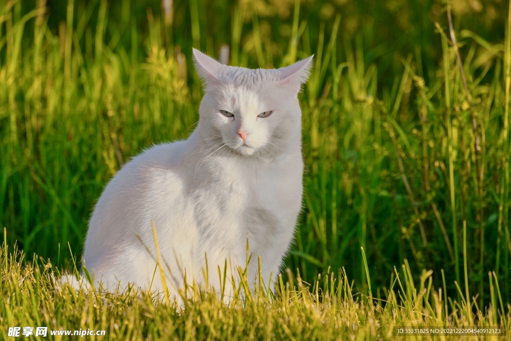 猫