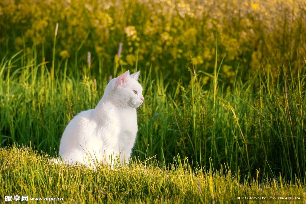 猫