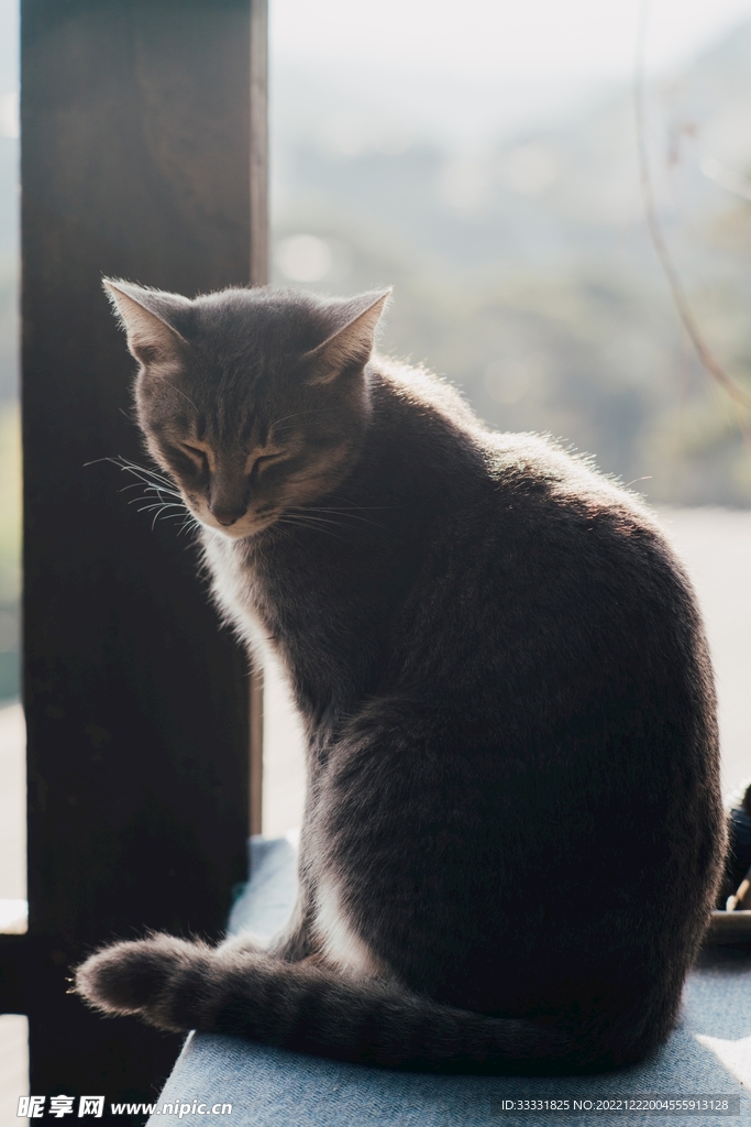 猫