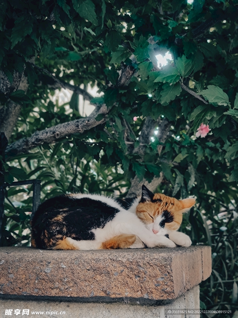 猫