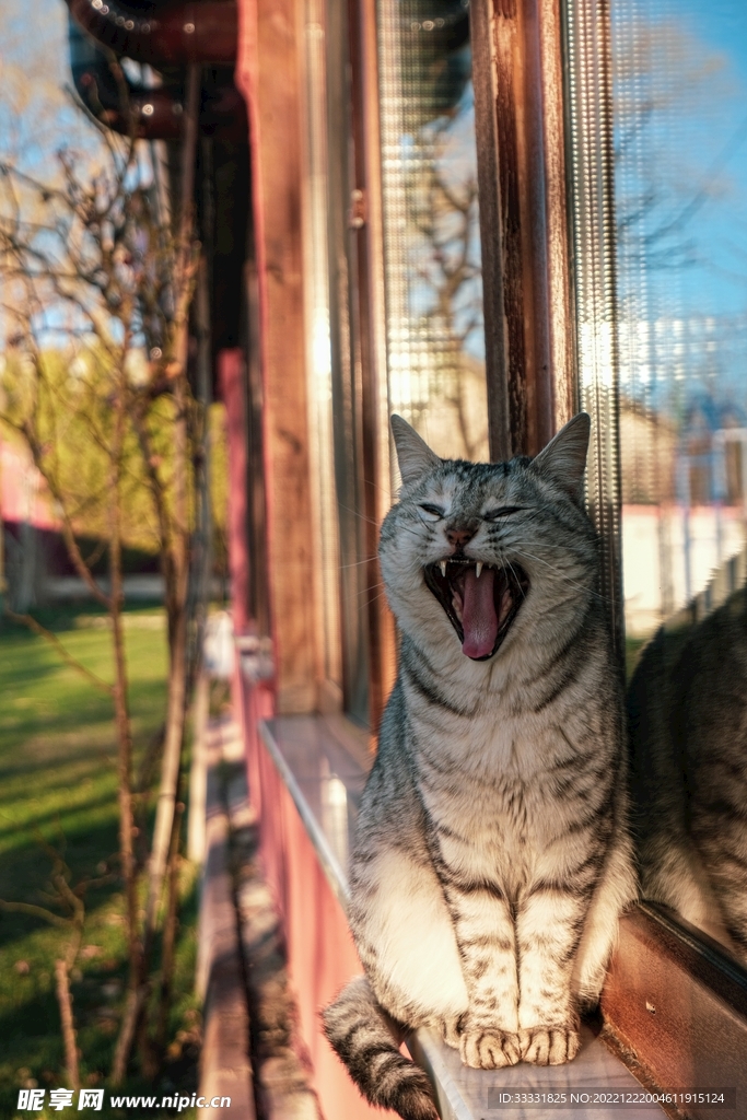 猫