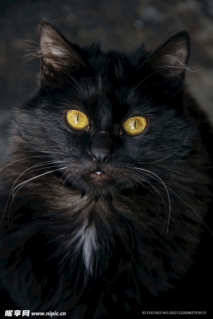 猫