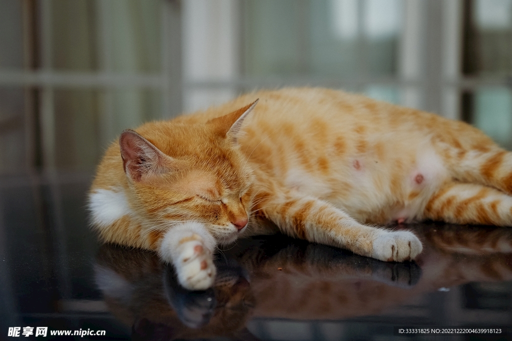 猫