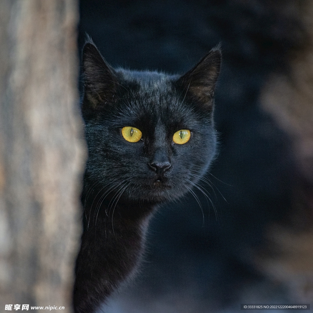 猫