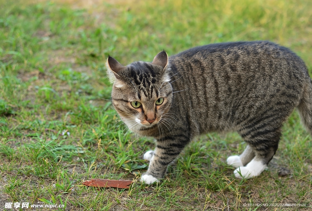 猫