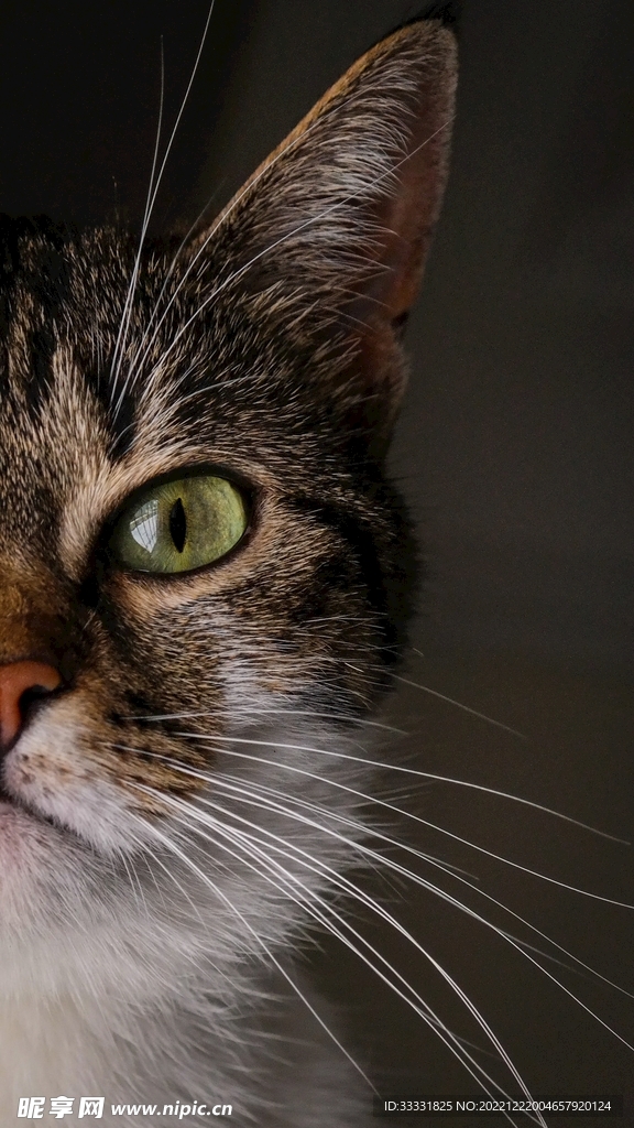 猫