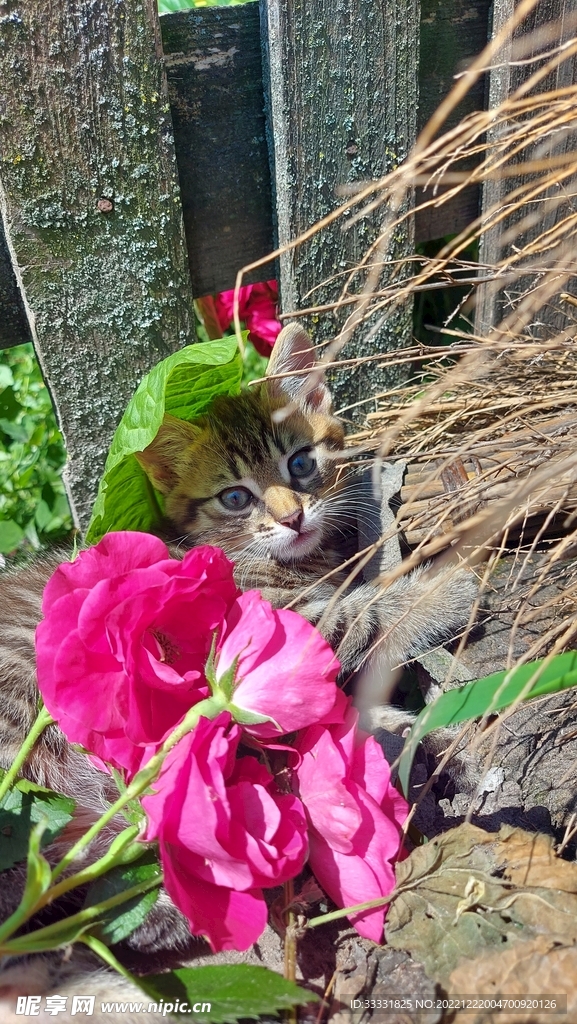 猫
