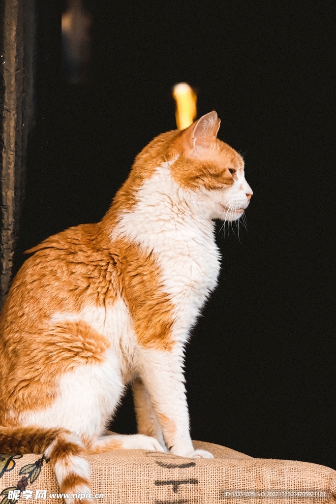 猫