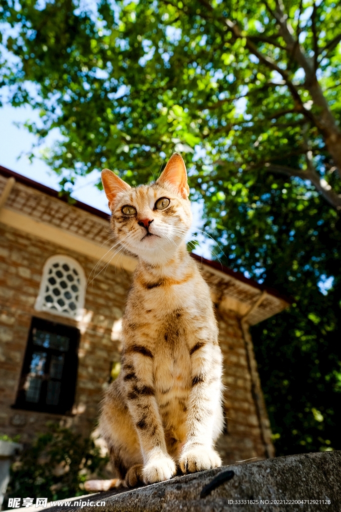猫