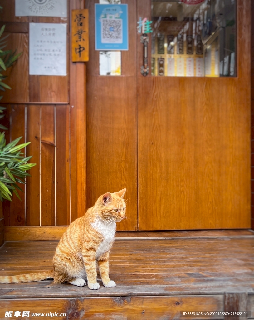 猫