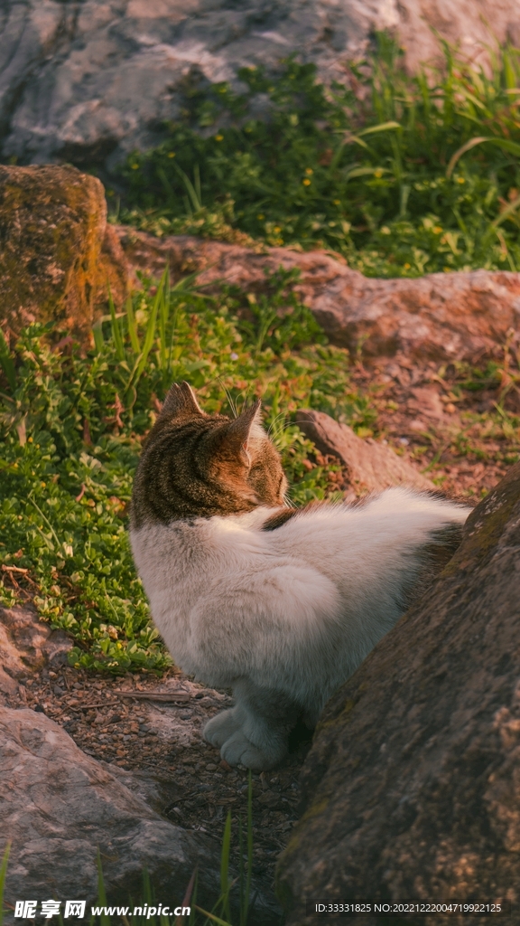 猫