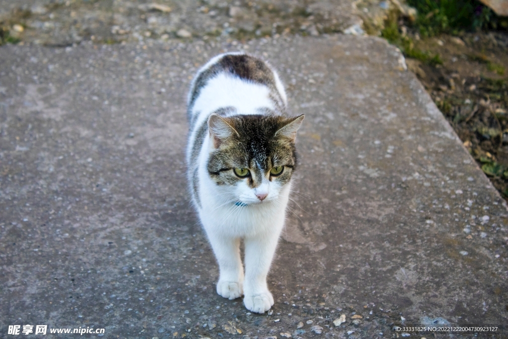猫