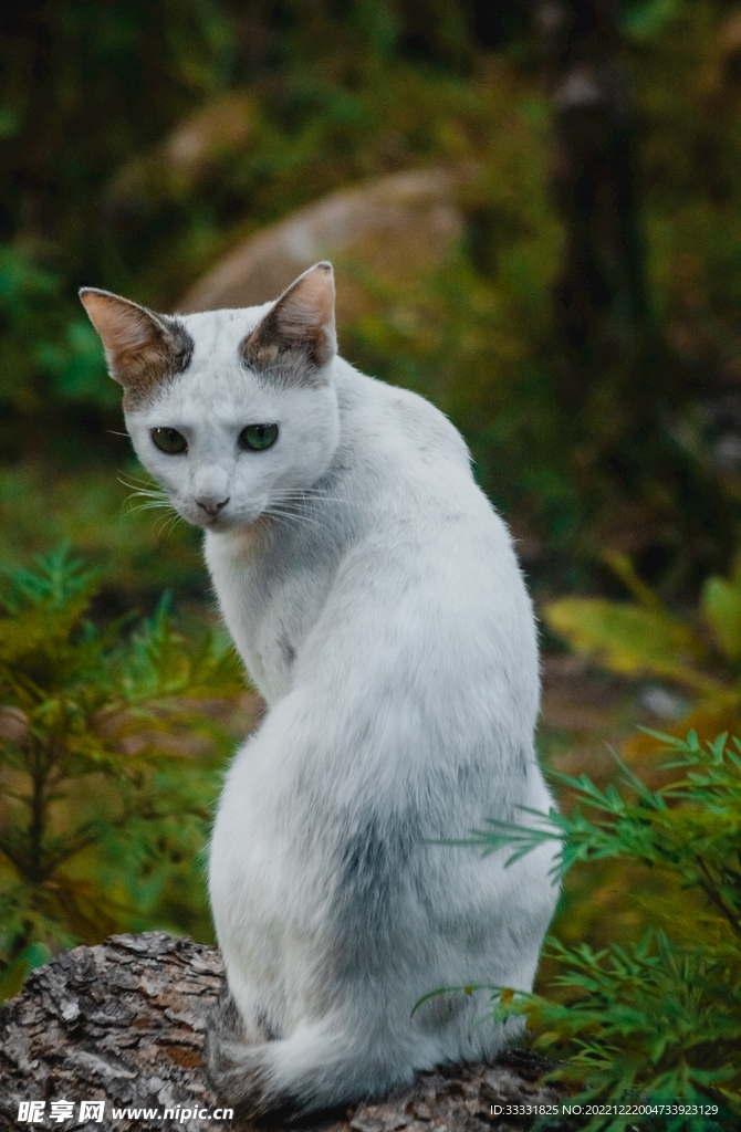 猫