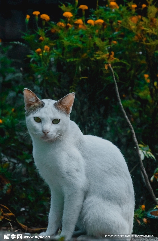 猫