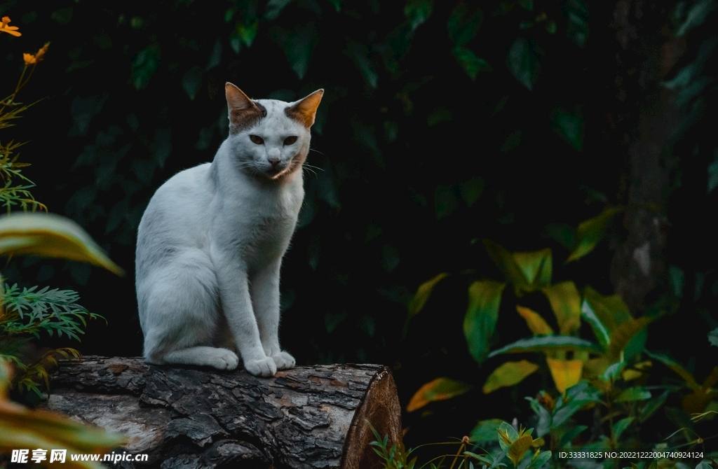 猫