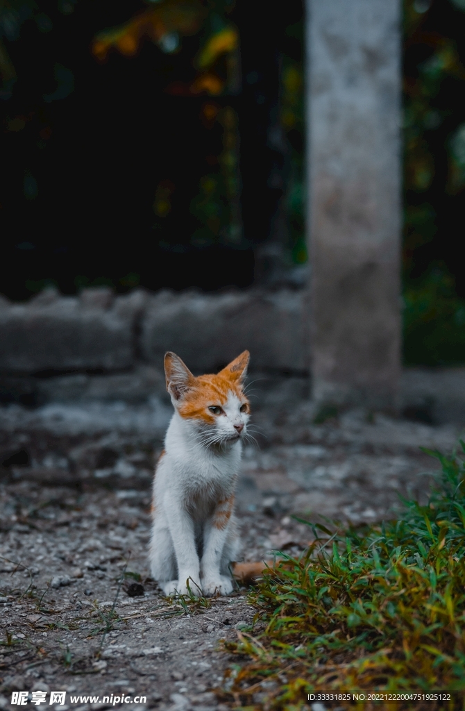 猫
