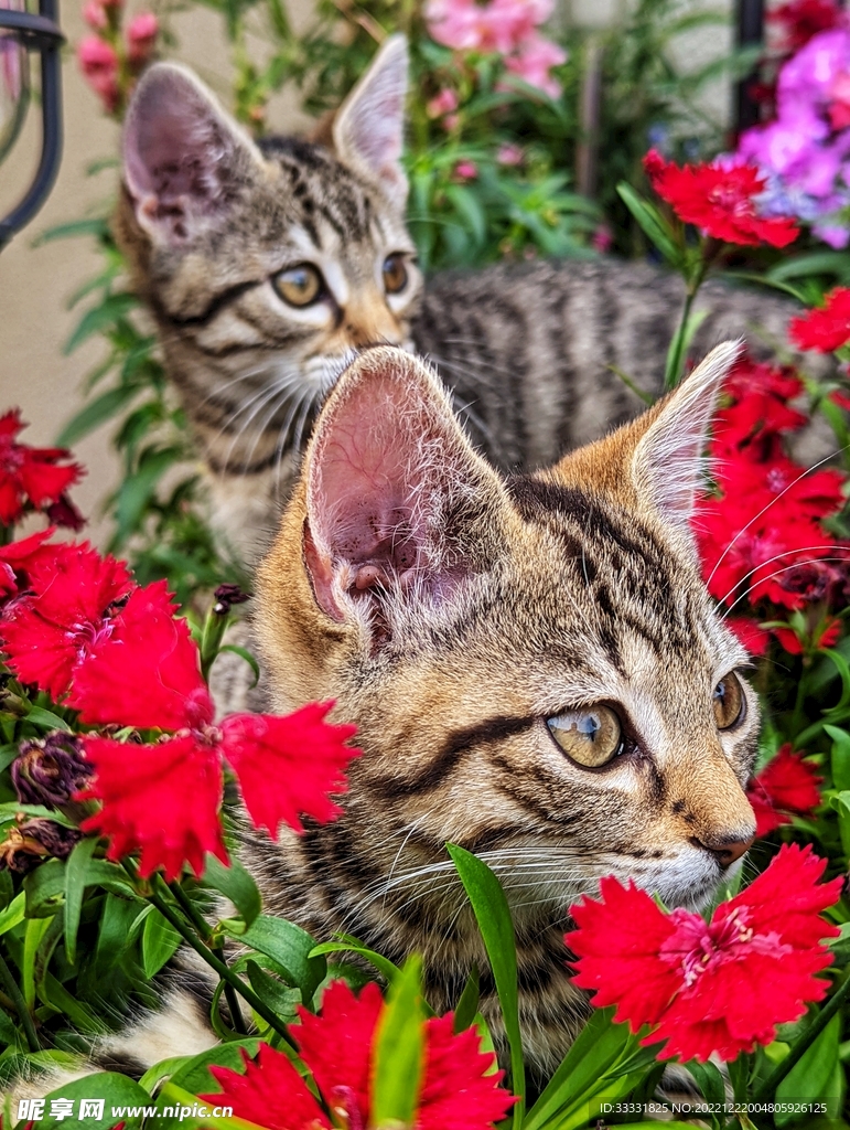 猫