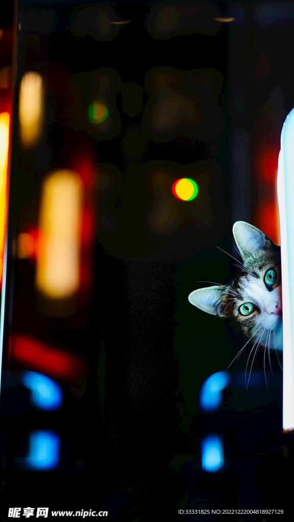猫