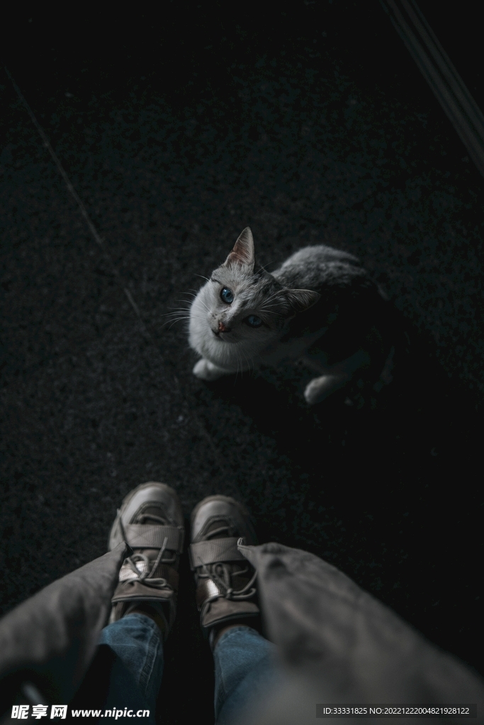 猫