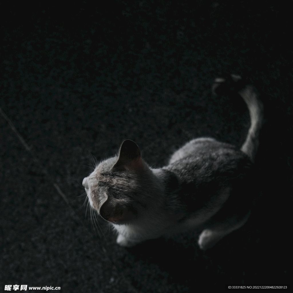 猫