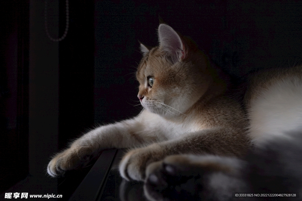 猫