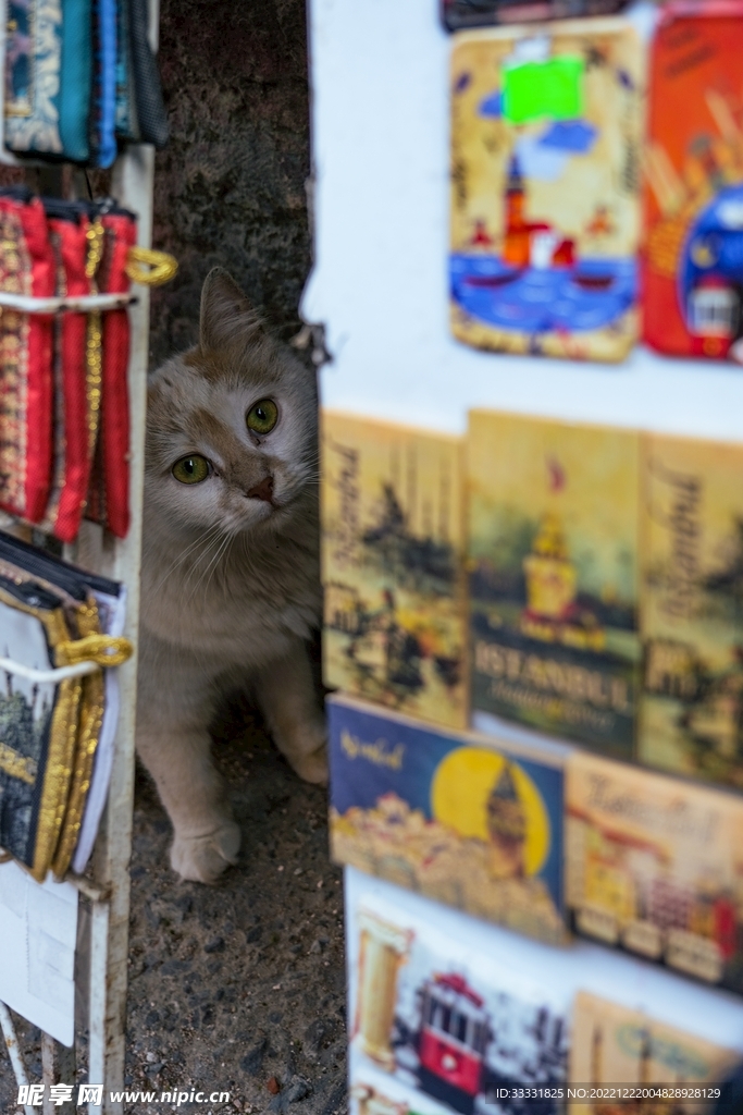 猫