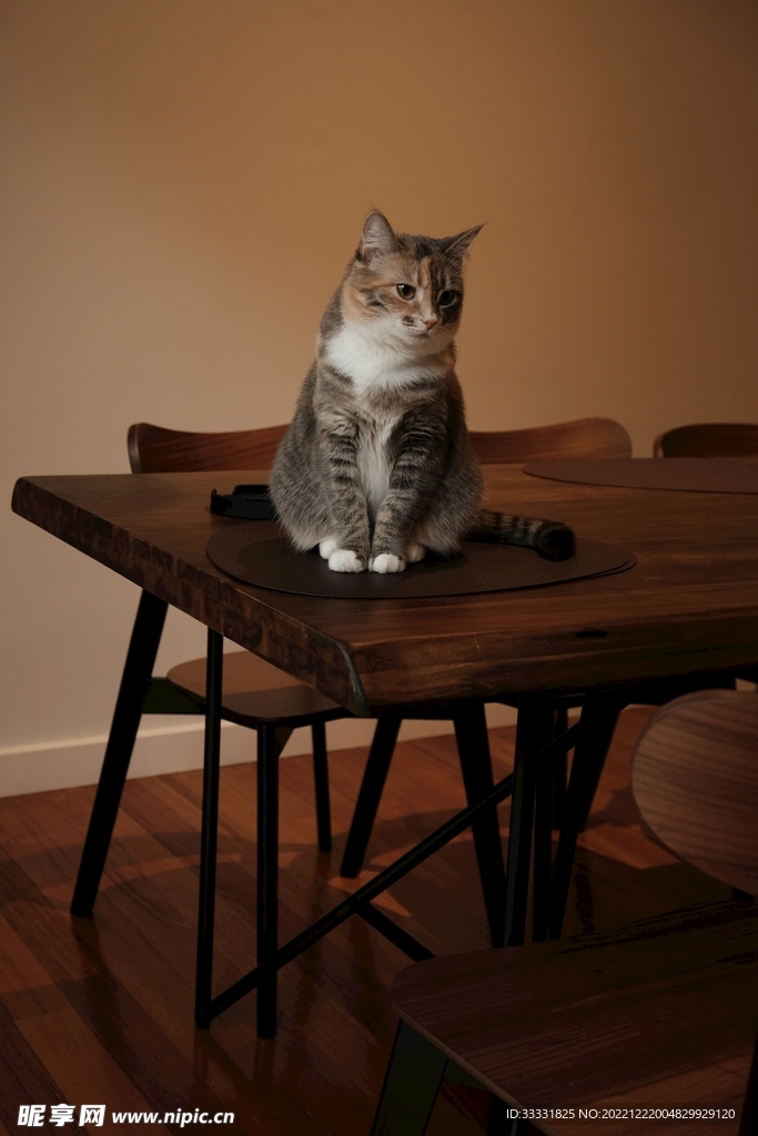 猫