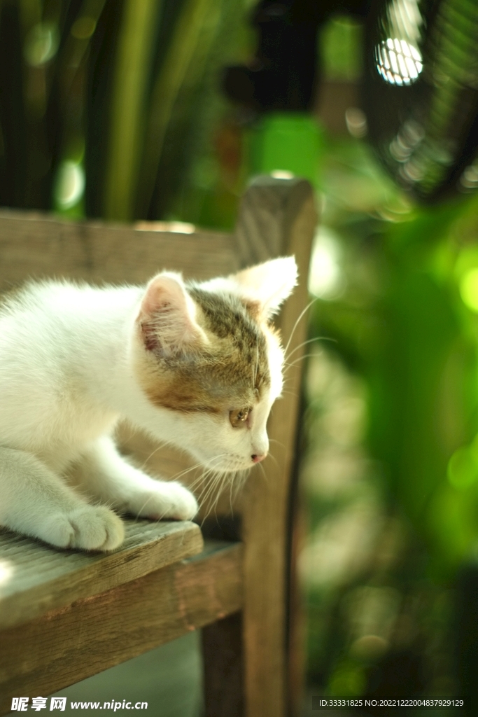猫